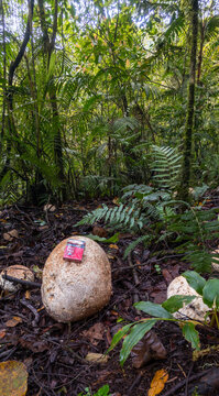 mushroom in the jungle
