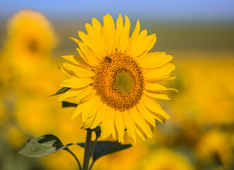 sunflower with bee on the field