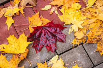 Naklejka na ściany i meble autumn red maple leaf and yellow leaves