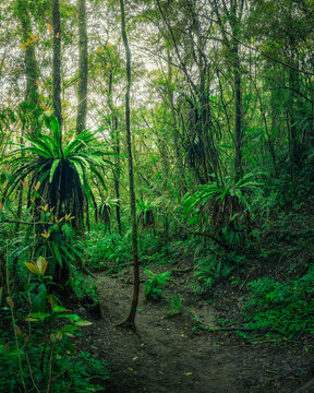 in the jungle