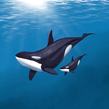 Watercolor killer whale with a cub on a blue background