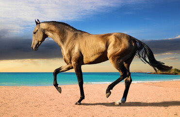 horse on the beach, golden stallion with black mane and tail,