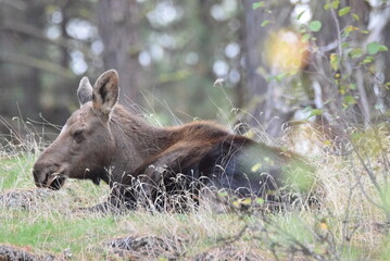 Bedded young cow moose sleeping in the woods. 