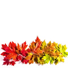 A pattern of colourful autumn leaves on white background. Cope space