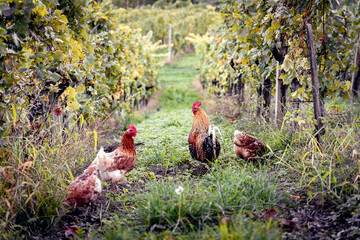Rooster and hen in the vineyard, Slovenia, Zgornja Kungota