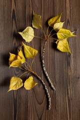 Branch leaves over brown wooden backgound, flat lay. Herbarium. Autumn mood. Vertical layout.