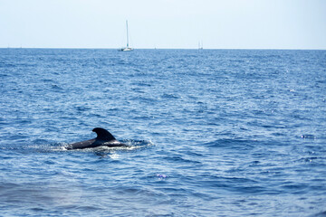 Pilot whale dolphin jumping out of water