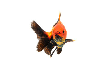 Goldfish swimming isolated on white background