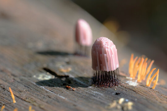 Stemonitis fusca a Myxomycete on rotting wood in a European forest