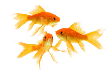 Goldfish swimming isolated on white background