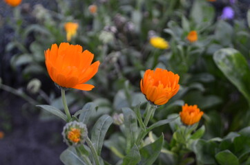 beautiful orange flower in the garden