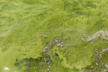 swamp water background