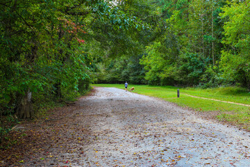 a man in a gray shirt walking his dog down a long winding dirt hiking trail covered with fallen...