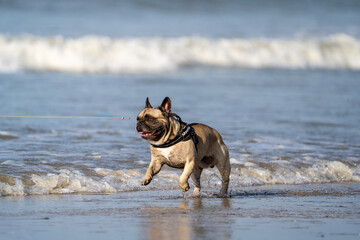 english bulldog running on the beach