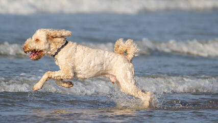 dog running on the beach at summer time
