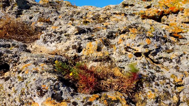 A steppe plant with yellow flowers grows and blooms in autumn in a crevice of a stone overgrown with lichen