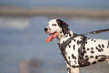 Dalmation dog at the beach enjoying the sun, playing in the sand at summertime