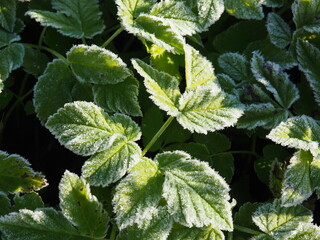 Green leaf covered with hoar frost. Cold waves. Weather forecast. Climate change