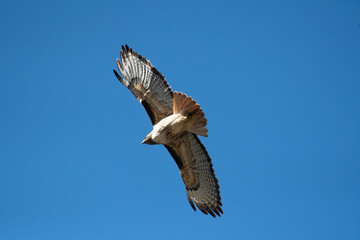 A red-tailed hawk hovering over Oregon