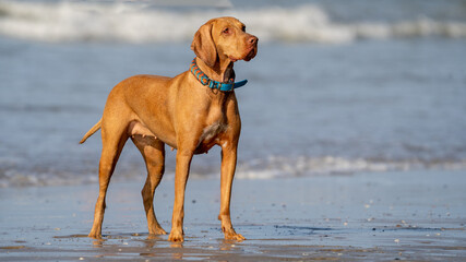 visla dog on the beach at summer time