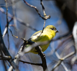 A lesser goldfinch in a tree in Oregon