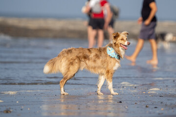 Dog running in the water and enjoying the sun at the beach. Dog having fun at sea in summer.