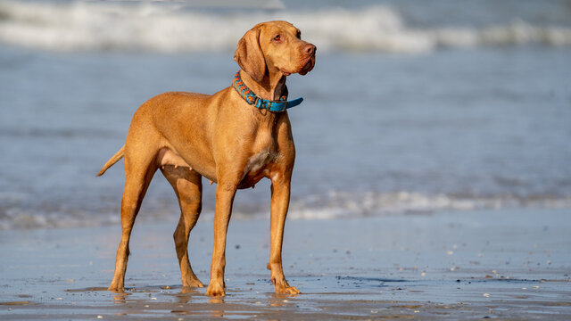 visla dog on the beach at summer time
