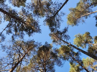 Kiefern von unten nach oben