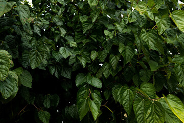 Background of wall of mulberry green leaves texture