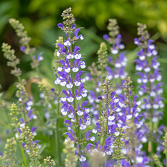 Blue and white flower spikes of Salvia farinacea
