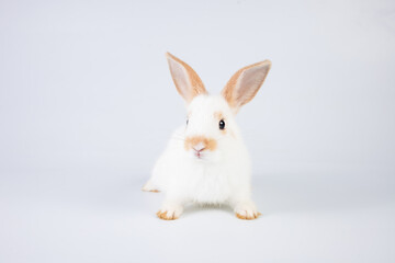 Little white and brown rabbit eating cabbage on isolated white or old rose background at studio. It's small mammals in the family Leporidae of the order Lagomorpha. Animal studio portrait.