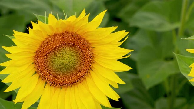 Sunflowers field. Beautiful fields with sunflowers in summer. Real time. Rack focus.