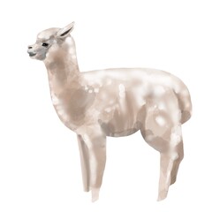 Watercolor alpaca. LLama high quality illustration. Isolated on a white background