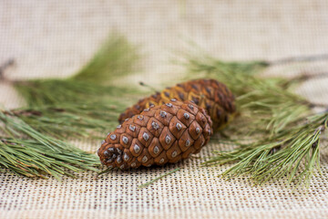 Pinecones with branches on a light brown background, space for text, Christmas decorations.