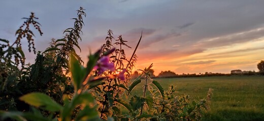 Blühender Sonnenuntergang