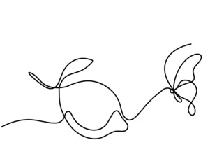 Drawing line lemon on the white background. Vector