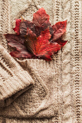 Red autumn leaves stick out from the pocket of a warm knitted sweater. Cozy autumn. Life style.