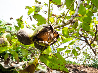 natural ripe walnut inside green husk closeup over roof of old shed