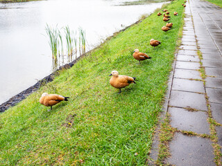 line of ruddy shelduck on bank of city pond in rainy autumn day