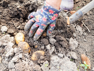hand picks up ripe potatoes dug with shovel closeup in home garden