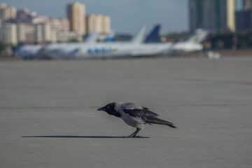 Crow at the airport parked against the background of airliners 