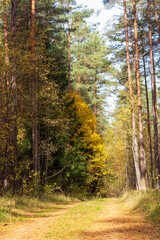 Fototapeta premium Fabulous forest road on a sunny autumn day