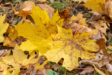 Yellow maple leaves in the autumn forest on the trail