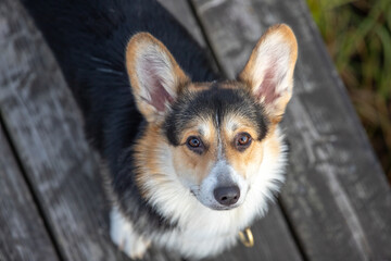 Funny corgi close-up.