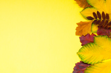 Yellow and red autumn leaves lie around  edge on  yellow background. Place for inscriptions.