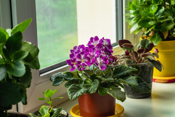 Beautiful purple violet on a white window sill with a blurry background. Cozy house with house...