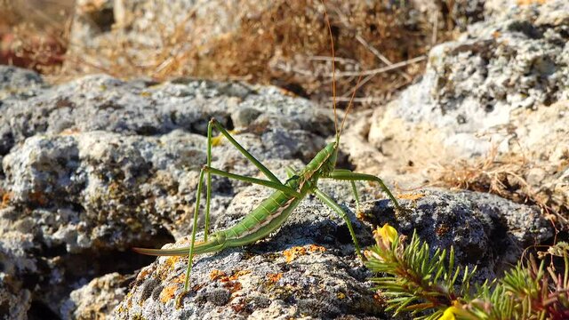 Predatory bush cricket, or the spiked magician (Saga pedo, Orthoptera), largest endangered grasshopper in Europe, Red Book