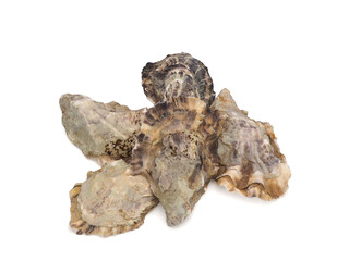 oyster shells, oyster shells after clam shells at the market.