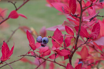 Blueberry on a bush with red leaves in autumn