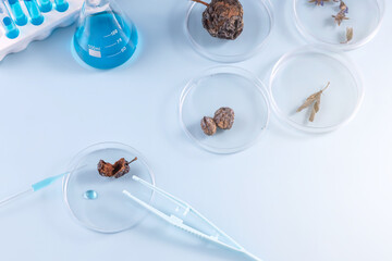 petri dishes with research products, pipette and tweezers on a blue background